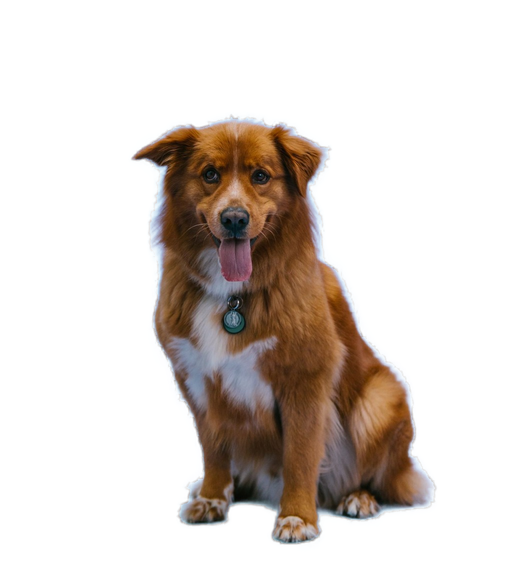 PixelProof transparent cutout of the same brown dog displayed over a checkerboard