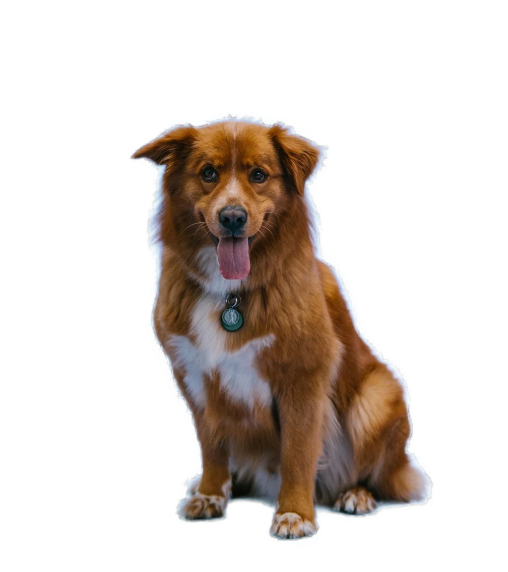PixelProof refined background-removal result showing a brown dog over a transparency checkerboard