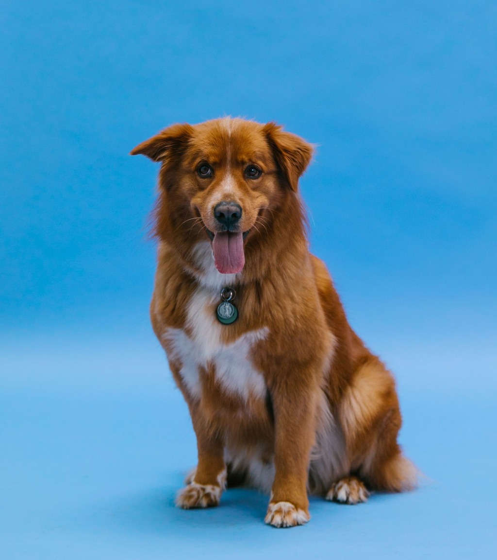 Original sample photograph of a single brown dog on a plain blue studio background